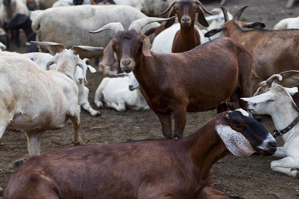 more goats